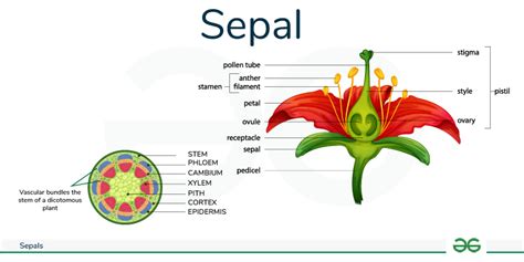 What is Sepals? - Functions, Structure and its Importance - GeeksforGeeks