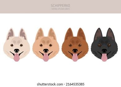 Schipperke Clipart Different Poses Coat Colors Stock Vector (Royalty ...