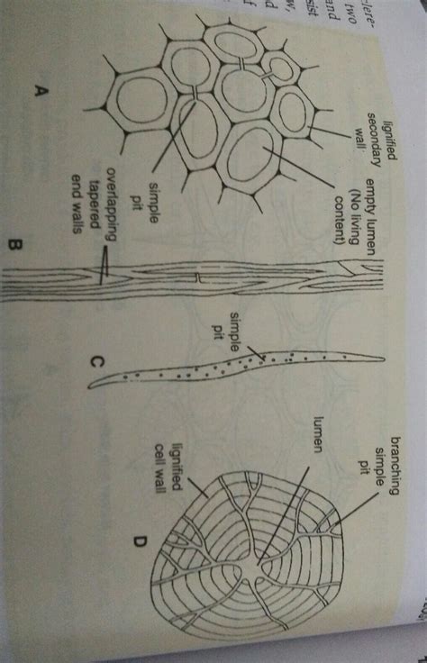 Labelled diagram of sclerenchyma cell - Brainly.in