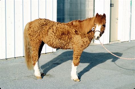 Michael Porter, Equine Veterinarian: Equine Hirsutism