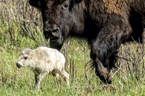 Reported birth of rare white buffalo calf in Yellowstone park fulfills ...