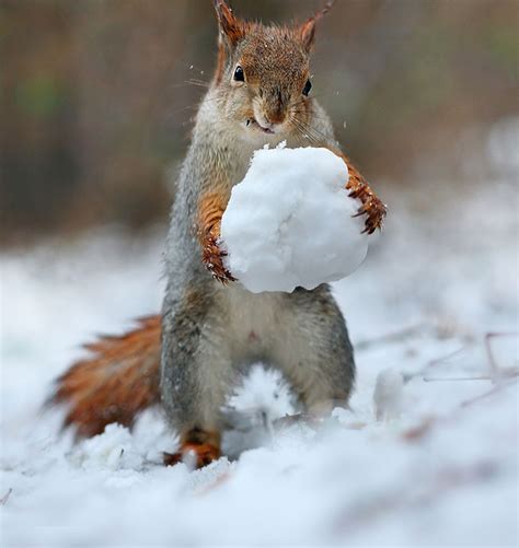 Russian Photographer Takes Pictures Of Squirrels Going NUTS In The Snow ...