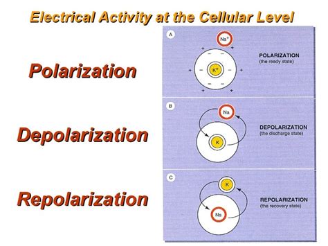 Difference Between Depolarization And Hyperpolarization