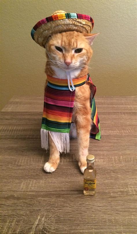 My cousin dressed her cat up for cinco de mayo : r/aww