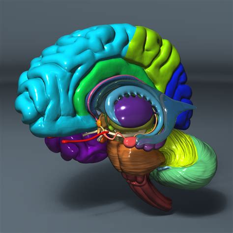 3d model human brain