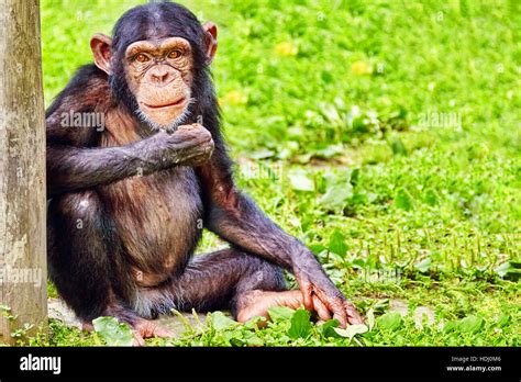 Chimpanzee in its natural habitat in the wild Stock Photo - Alamy