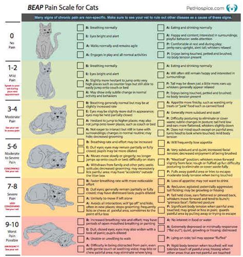 Beap Pain Scale For Cats