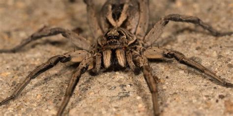 Common Oklahoma House Spiders - Emtec Pest Control