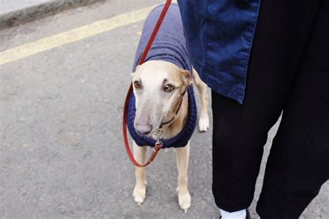 7 signs that your dog is cold: they reveal immediately