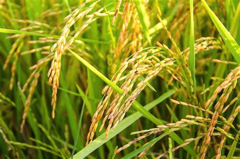 How to Grow Rice in Your Garden | Triangle Gardener Magazine