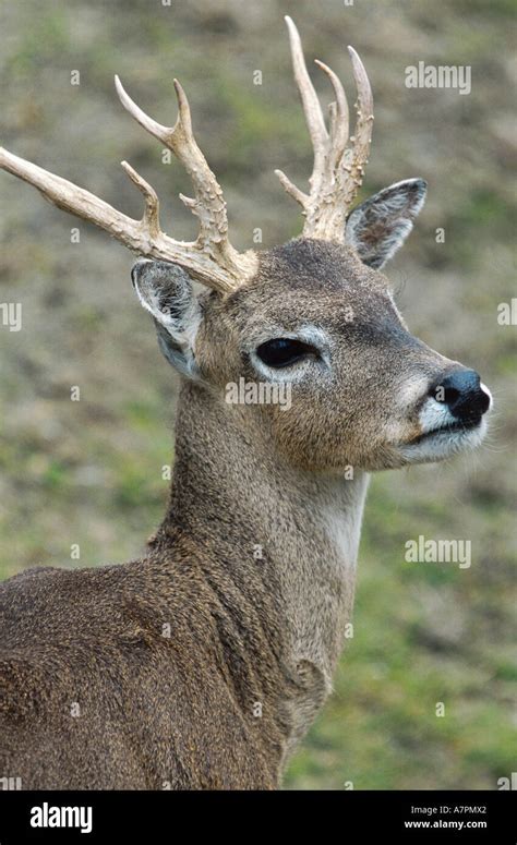 pampas deer (Ozotoceros bezoarticus, Odocoileus bezoarticus), portrait ...