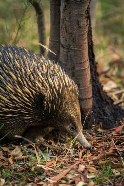 The Egg-Laying, Spike-Wearing Echidna, One of the Strangest Mammals on ...