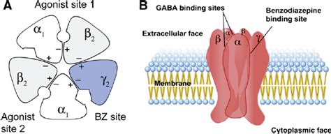 Schematic representation of GABA A R and the GABAergic synapse. (A) Top ...