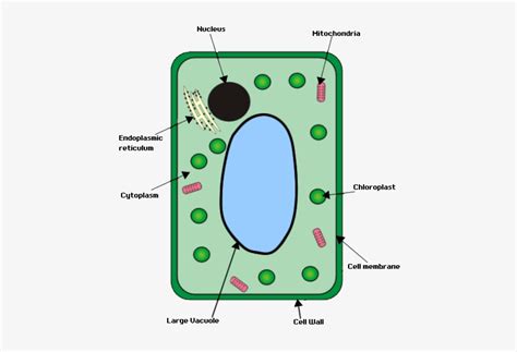 Animal Cell And Plant Cell Bbc Bitesize - Vacuole Function In Plant ...