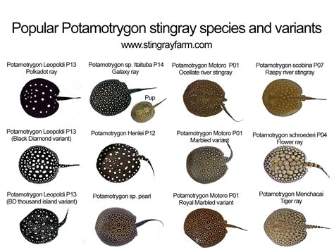 Potamotrygon-species-poster1.jpg (1600×1200) | Hiu