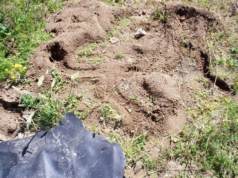 ground squirrel burrows | Garden Pond Forums