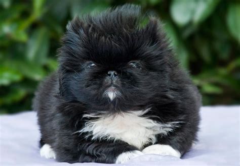 Pekingese Puppies For Sale - AKC PuppyFinder | Pekingese puppies ...