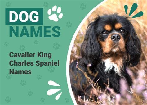 350+ Cavalier King Charles Spaniel Names: Elegant, Cute & Famous Ideas ...