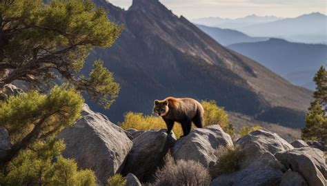 Sierra Nevada Animals: A Wildlife Guide