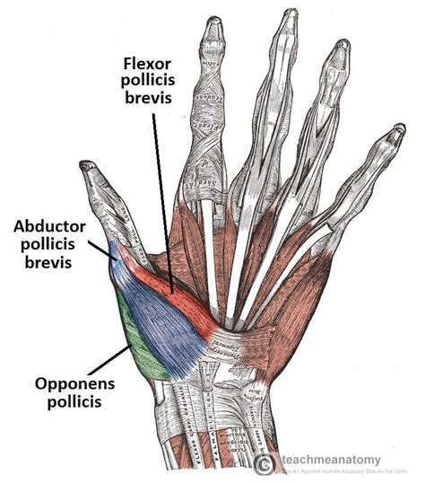 The Muscles of the Hand - Thenar - Hypothenar - TeachMeAnatomy