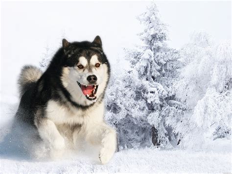 Siberian Husky Dog : Temperament, Training, Pictures and Video ...