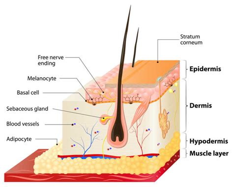 Mesotherapy vs. Liposuction | Which Is Better for Body Contouring?