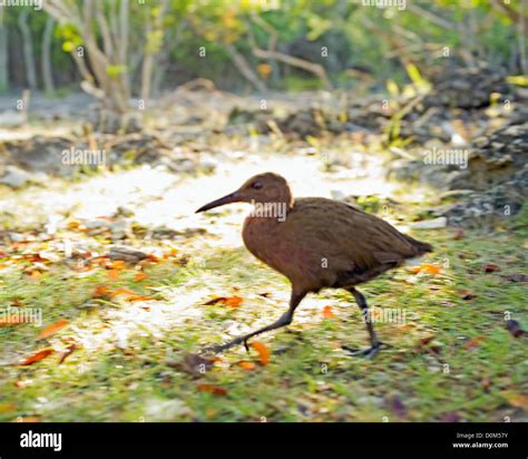 Aldabra rail hi-res stock photography and images - Alamy