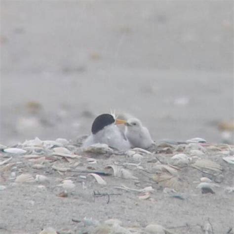 Rare fairy tern chick hatches in New Zealand | South China Morning Post