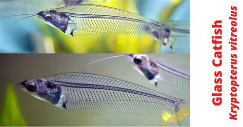 Glass Catfish: Species Profile and Care Guide