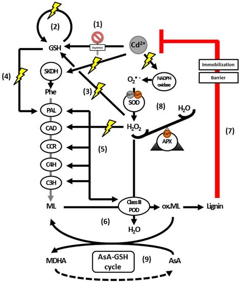 | Structure and composition of the primary and secondary cell wall of ...