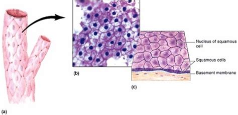 Tissue. Tissue classification. Epithelial tissue