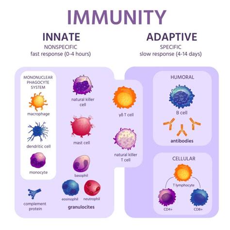 Adaptive Immune Response Illustrations, Royalty-Free Vector Graphics ...