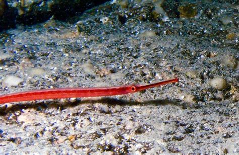 Pipefish