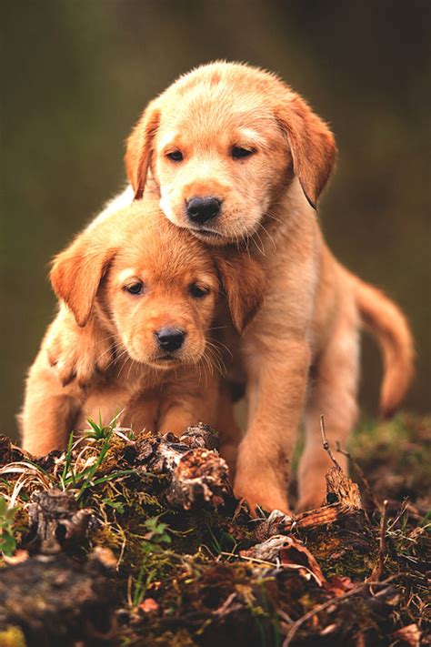 Cute baby animal dogs wallpaper | 1440x2160 | 798344 | WallpaperUP