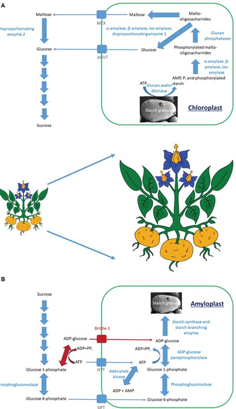 Frontiers | Starch Trek: The Search for Yield