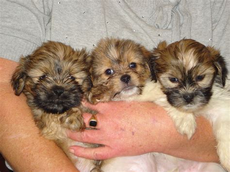 Shih Tzu Pomeranian Mix Puppies Picture - Dog Breeders Guide