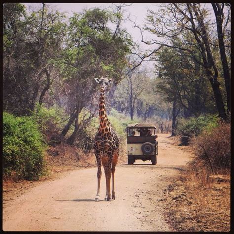 Zambia Safari Tours - Africa Point | Zambia safari