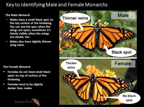 12/08/2020 Key To Identify The Male and Female Monarch Butterfly