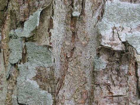 Wych Elm (Ulmus glabra) | How to Identify Wych Elm