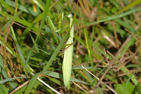 Praying Mantis on the Green Leaf Camouflage Stock Photo - Image of ...