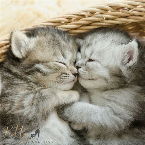 Cute Kittens Hugging | [+] CUTE KITTENS