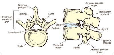 vertebrae – Medical Creole