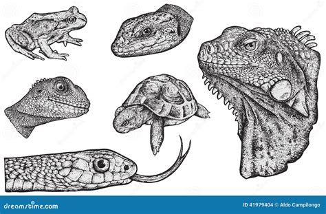 Reptiles - Hand Drawn stock vector. Illustration of illustrator - 41979404