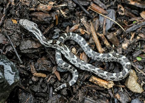 Maryland Biodiversity Project - Eastern Ratsnake (Pantherophis ...