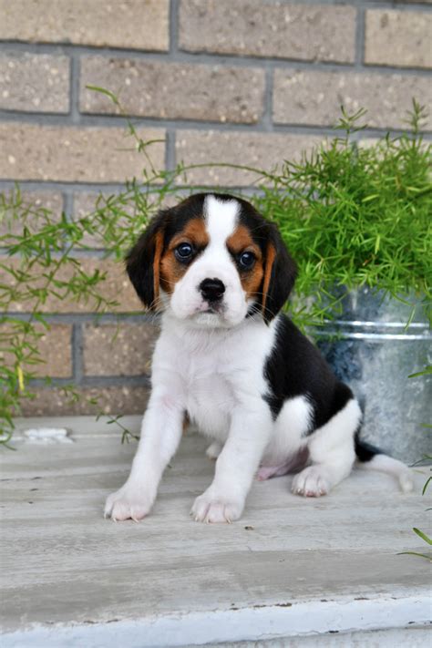 Beaglier Puppies for Sale | Buckeye Puppies