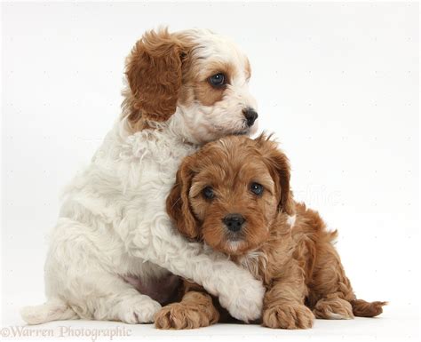 Dogs: Cute Cavapoo puppies hugging photo WP39175