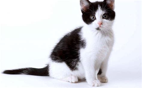 Black White Cat Kitten Wallpapers HD / Desktop and Mobile Backgrounds