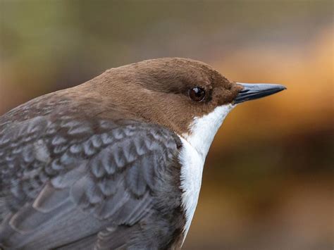 Dipper Bird Facts (Cinclus cinclus) | Birdfact