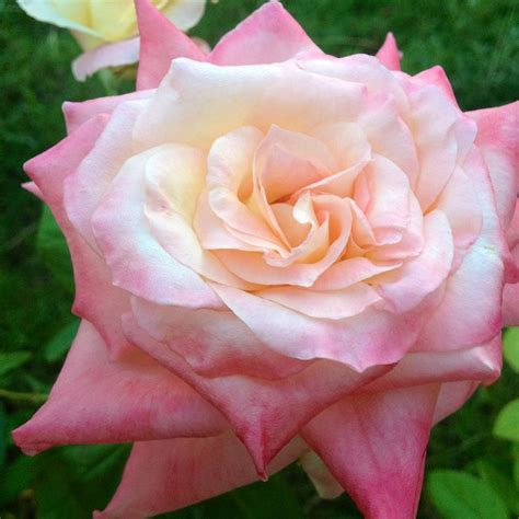 Elegant Lady Hybrid Tea Rose | Jackson & Perkins