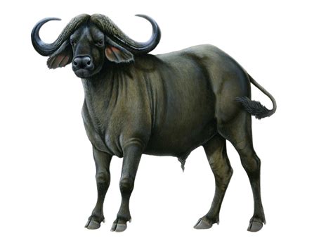 Buffalo PNG Picture | PNG All